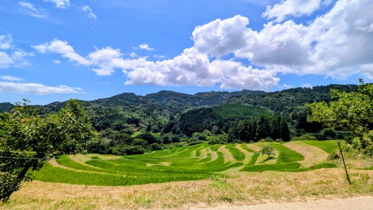 大山千枚田 鴨川市 観光