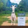 道の駅グリーンファーム館山 ヤギさん牧場 レビュー