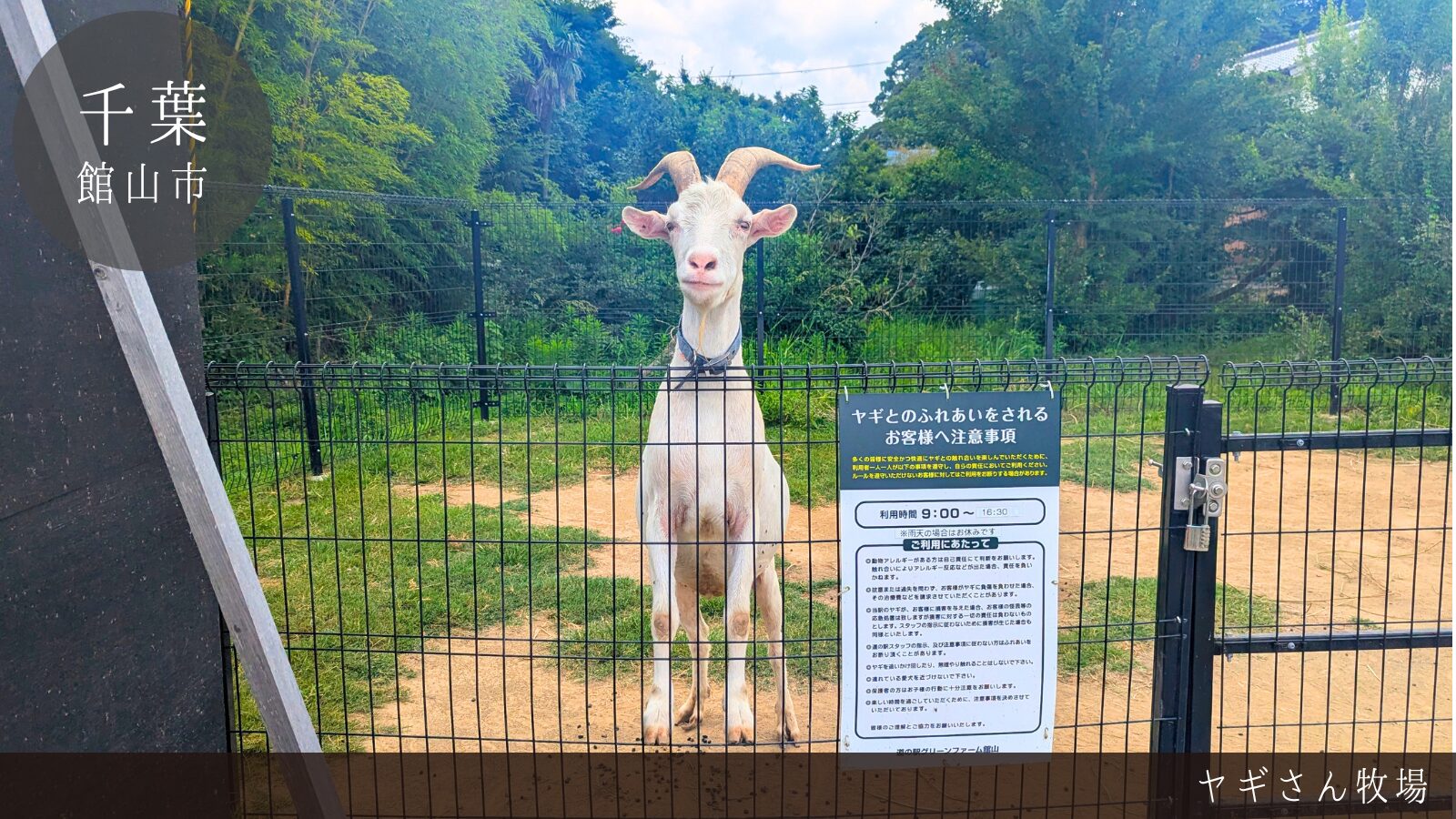 道の駅グリーンファーム館山 ヤギさん牧場 レビュー