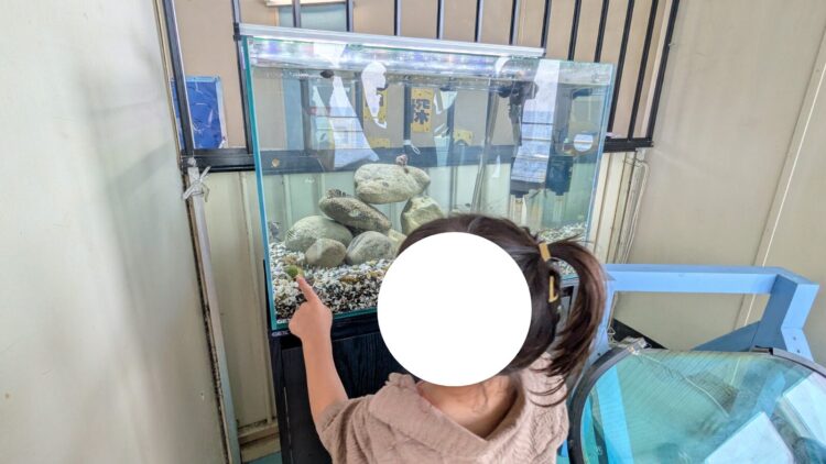 かつうら海中公園展望塔 レビュー チケット