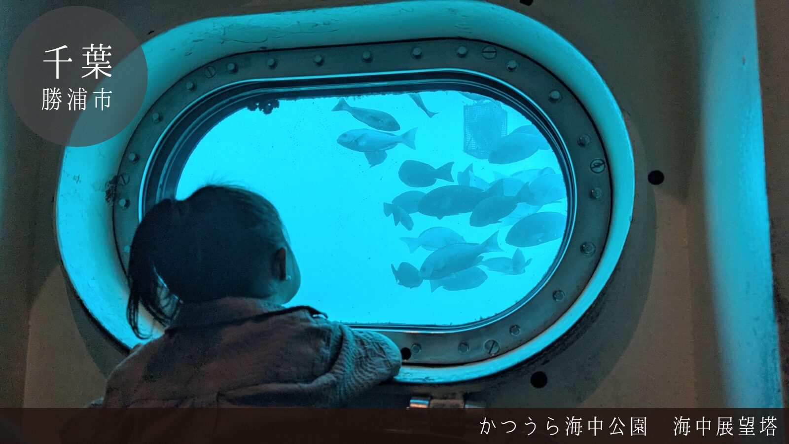 かつうら海中公園展望塔 レビュー チケット